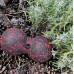 Масажний м"яч подвійний PowerPlay Epp Foam peanut Ball 160х80 мм, чорний-червоний, код: PP_4352_Red_8x16