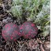 Масажний м"яч подвійний PowerPlay Epp Foam peanut Ball 160х80 мм, чорний-червоний, код: PP_4352_Red_8x16